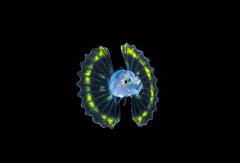 Honorable Mention: Larval Lionfish by Steven Kovacs