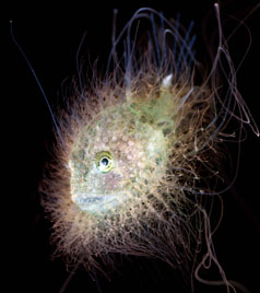 Honorable Mention: Lophiodes Fimbriatus by Jeffrey Milisen
