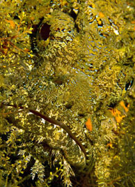 Honorable Mention: Scopionfish by James Squires