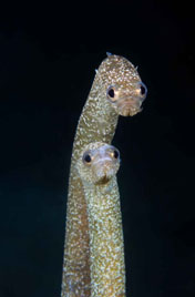 First Place: Garden Eel Couple by Steven Kovacs