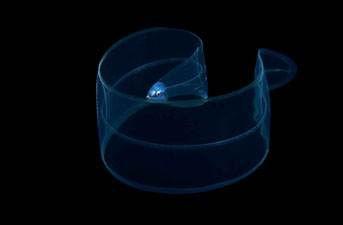 Second Place: Larval Moray Eel by Steven Kovacs