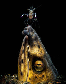 Third Place: Acrobat Snake Eel and Shrimp by Marchione Giacomo