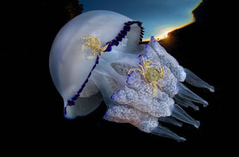 First Place: The Couple by Pasquale Vassallo