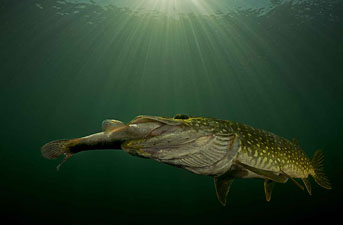 Second Place: Pike Swallows Trout by Uwe Schmolke