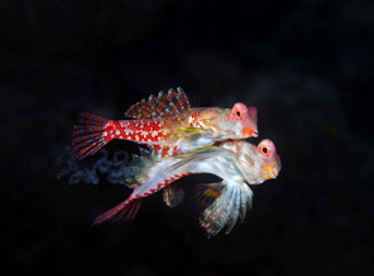 Third Place: Mating Moyers Dragonets by Steven Kovacs