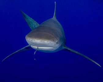 First Place: Oceanic White Tip With Hook In Mouth by Brent Barnes