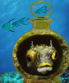 Second Place: Blenny in a Bottle by Robert Banchard