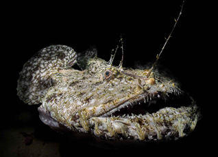 First Place: Angler Fish by Flavio Vitiello