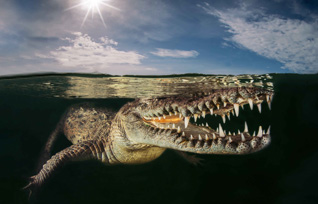 Honorable Mention: Crocodille Mirror by Massimo Giorgetta