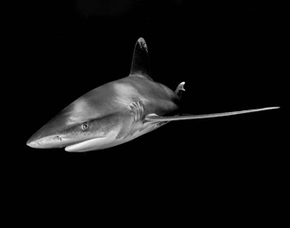 Honorable Mention: Oceanic White Tip Shark in Black and White by Brent Barnes