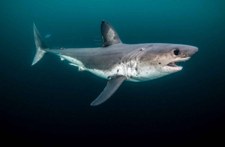 First Place: Salmon Shark Revealed by Jennifer Idol