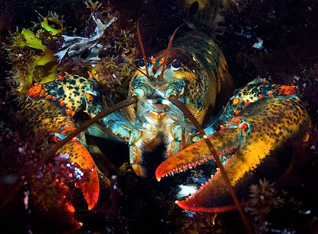 Second Place: Maine Lobster by James Squires