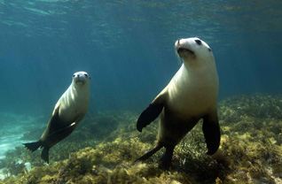 Third Place: Australian sea lions by Vanessa Mignon