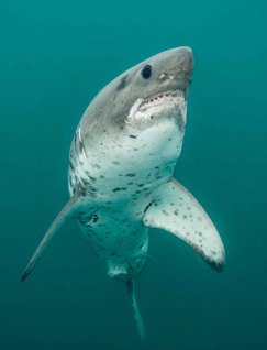Honorable Mention: Alaskan Salmon Shark on the Rise by Ron Watkins