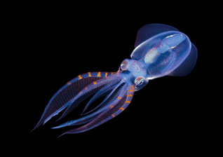 Diamond Squid by Steven Kovacs