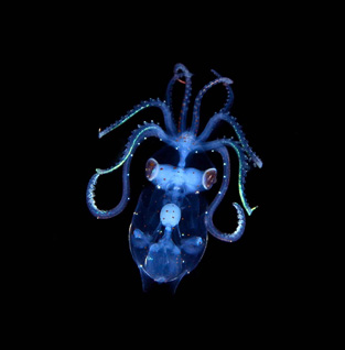 First Place: Sharpear Enope Squid by Judith Townsend