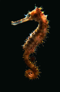 Second Place: Seahorse Backlight by Luc Eeckhaut