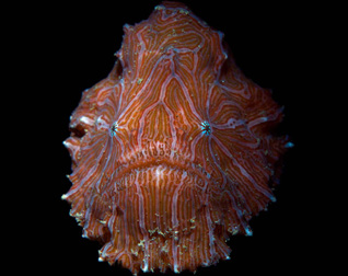 Honorable Mention: Underwater Pyscho (Snooted) by Daniel Geary