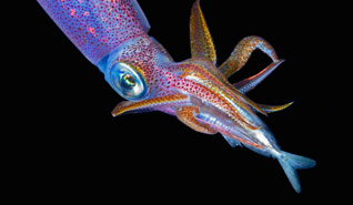 First Place: Squid Eating Fish by Judith Townsend