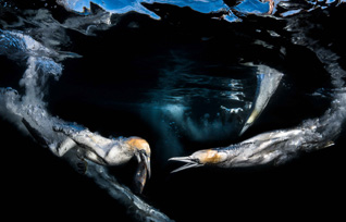 Honorable Mention: Frenzy Feeding by Greg Lecoeur