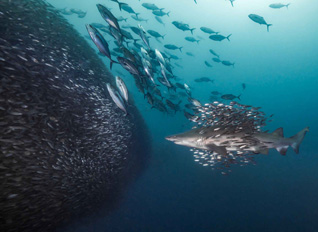 Honorable Mention: Schools of Schools by Debbie Wallace
