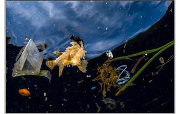 Honorable Mention: Frogfish Living in the Trash by Gregory Lecoeur