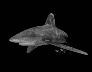 Third Place: OCEANIC WHITE TIP SHARK IN BLACK AND WHITE by Brent Barnes