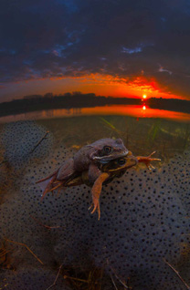 First Place: MATING FROGS by Luc Rooman
