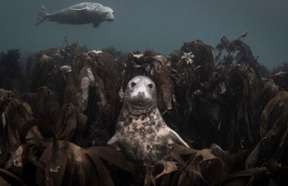 Third Place: THRONE OF KELP by Ellen Cuylaerts