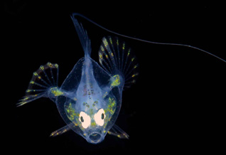 Honorable Mention: LARVAL PANCAKE BATFISH by Judy Townsend