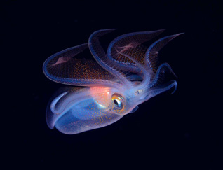 First Place: DIAMOND SQUID by Judith Townsend