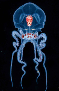 Second Place: ALIEN by Cai Songda