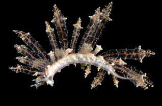 Third Place: Hermaea bifida by Filip Staes