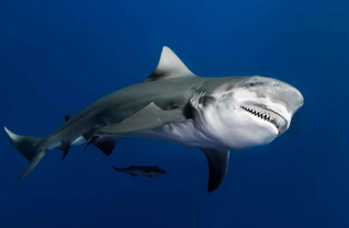Third Place: BULL SHARK SMILE by Sylvie Ayer