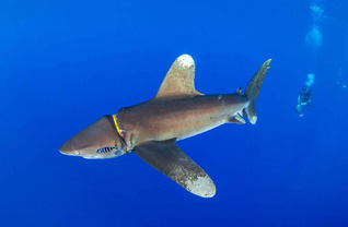 First Place: OCEANIC WHITETIP SHARK "CARCHARHINUS LONGIMANUS" by Nicholas Samaras