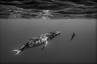 Second Place: Whale With Dolphin Escort by Ron Watkins