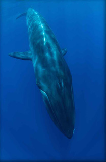 Third Place: Metallic Blue Brydes Whale by Peter DeMaagt