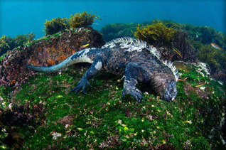 Honorable Mention: Mini Godzilla by Peter DeMaagt