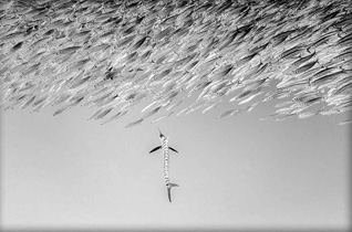 Honorable Mention: Strange by Yung-Sen Wu