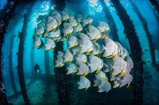 Honorable Mention: Under the Jetty by Jose Castellano