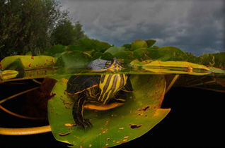 First Place: Schildpad by Luc Rooman