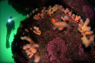 Third Place: Soft Corals and Diver by Fredrik Ehrenstrom