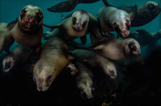 Honorable Mention: Welcoming Committee by Celia Kujala