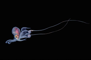 Second Place: Blanket Octopus by Cai Heng