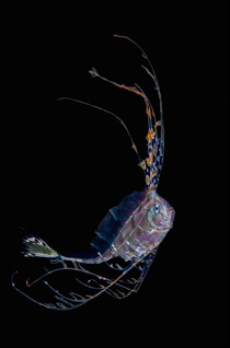 Ribbon Fish by Cai Heng