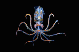 Honorable Mention: Enoplo Squid by Cai Heng