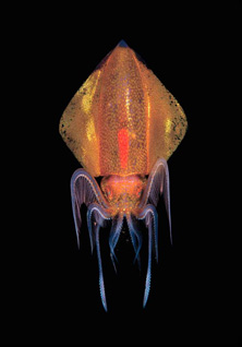 Honorable Mention: Psychedelic Squid by Steven Kovacs