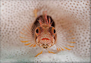 Honorable Mention: Brown Cheek Blenny by Pedro Vieyra