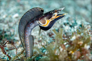Honorable Mention: Orange Throat Pike Blenny Mating Display by Bryan Chu
