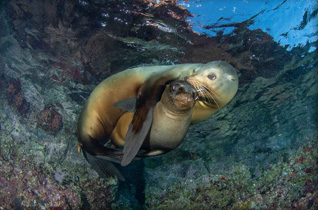 Honorable Mention: Mother’s Love by Celia Kujala